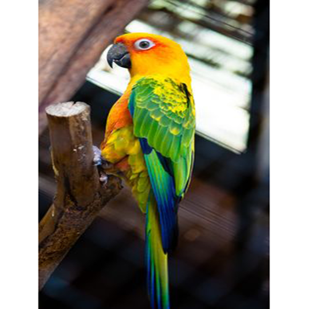 

Parrot - Round Drill Diamond Painting - 30*40CM, 501 Original