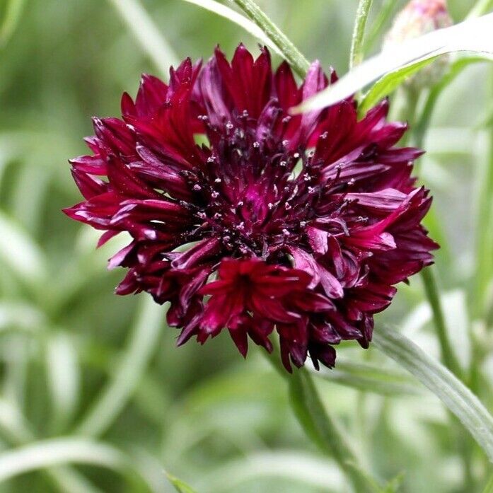 Cornflower Bachelor Button Heirloom Non-GMO 50/100 Seeds Jonyparkseed®