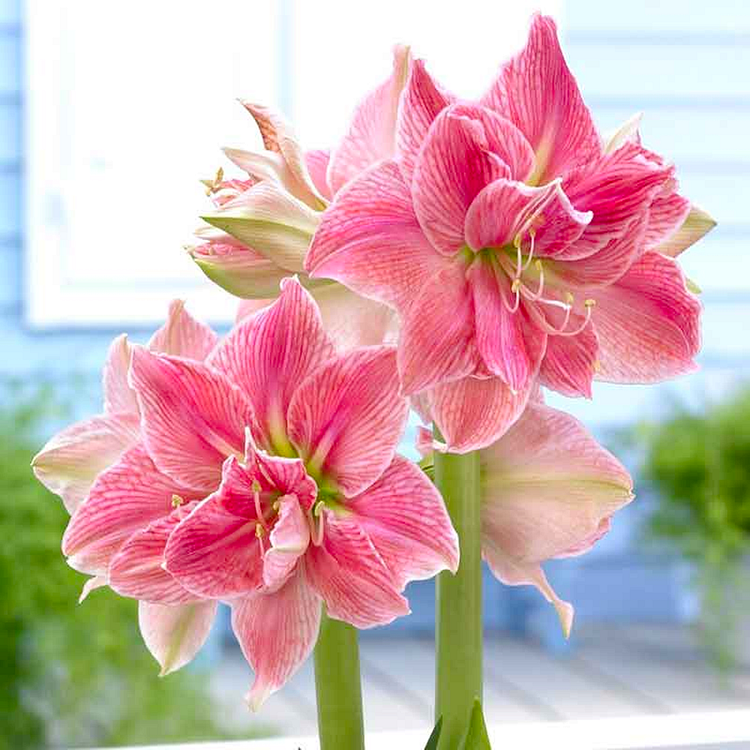 Amaryllis Bulbs - Beautiful Fairy