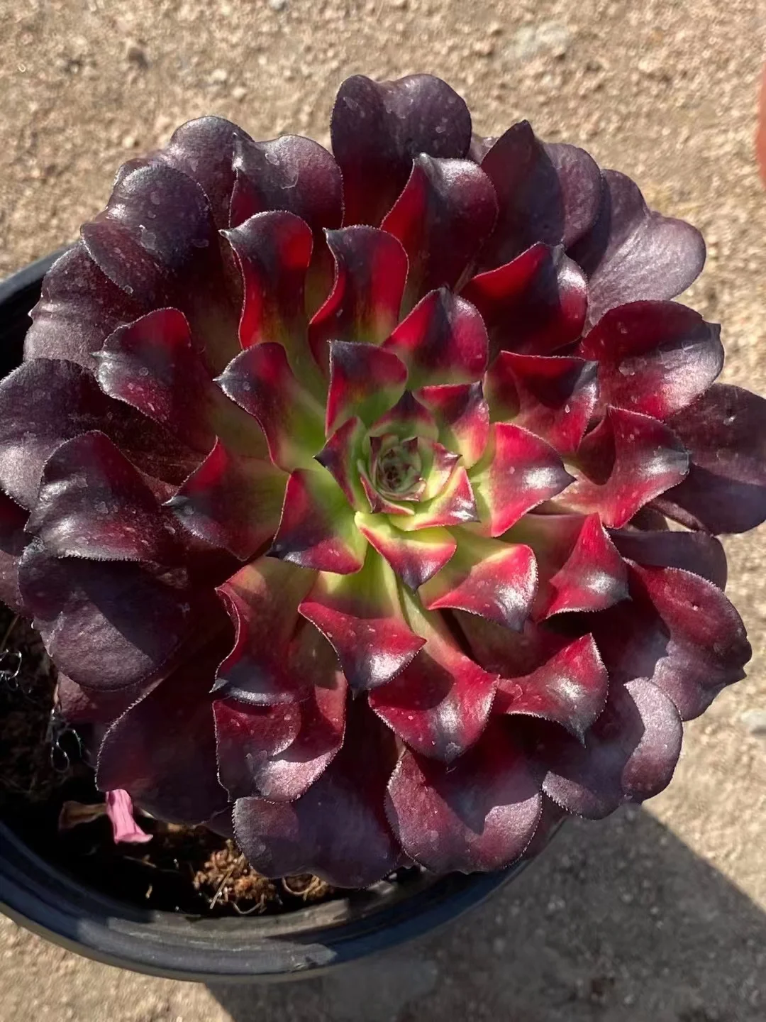 plant Aeonium Echeveria Haworthia  Caudex  Lithops Cactus  Agave 