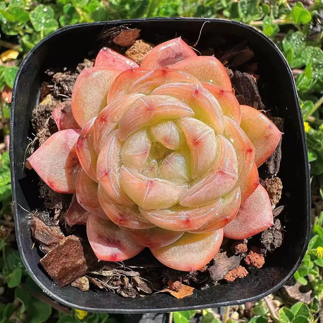 452.Echeveria Star Jenny single head  4-5cm/ Echeveria / Succulent plants / Garden landscape / Carefully select healthy plants
