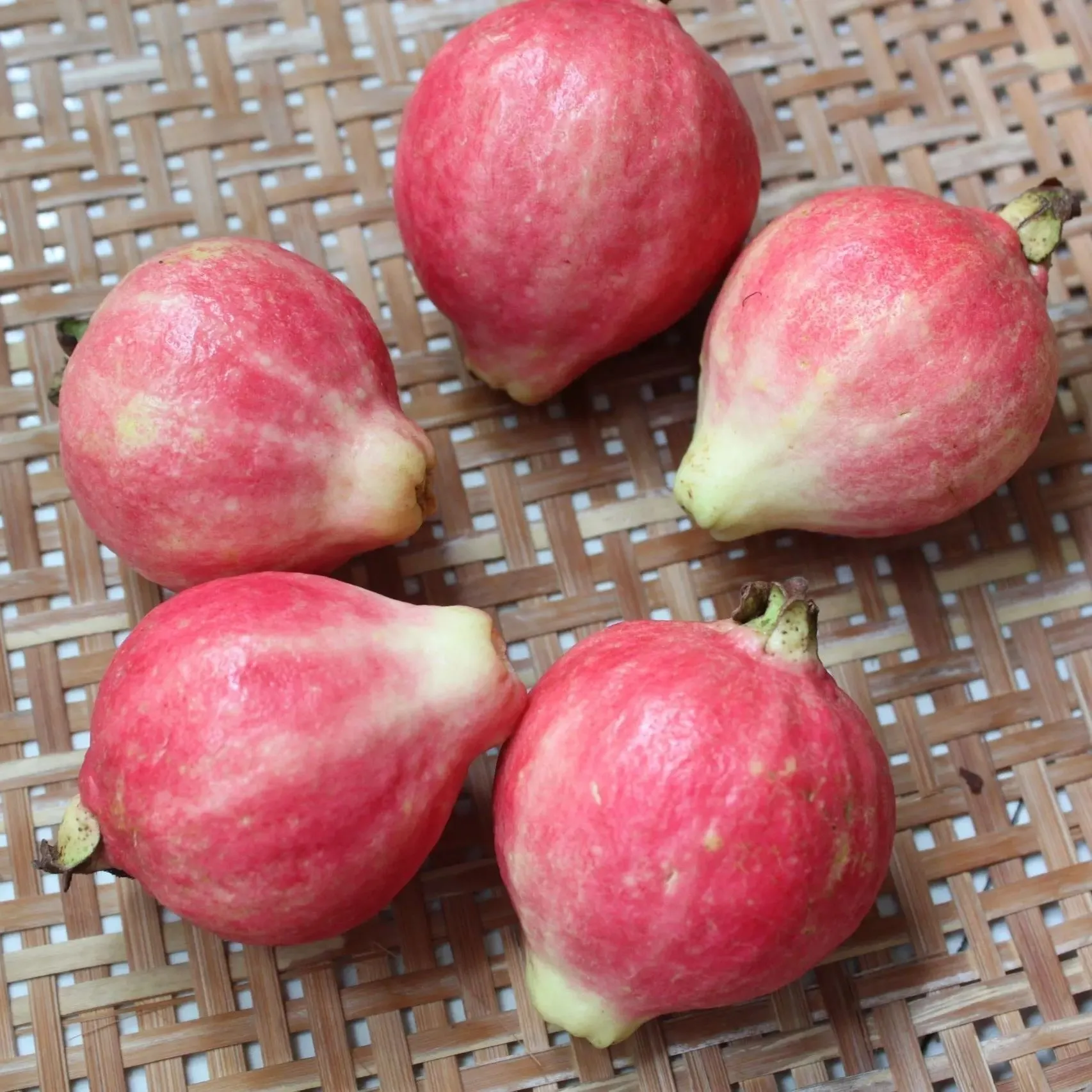 Guava Seeds--The Beauty Of Winter❄️