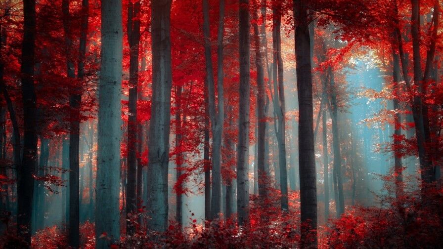 Red Trees, Forest Art Picture Print Silk Poster Home Wall Decor