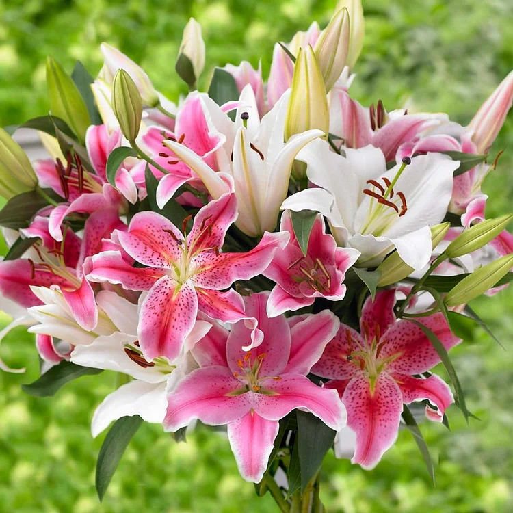 Double-petaled perfume lily bulbs