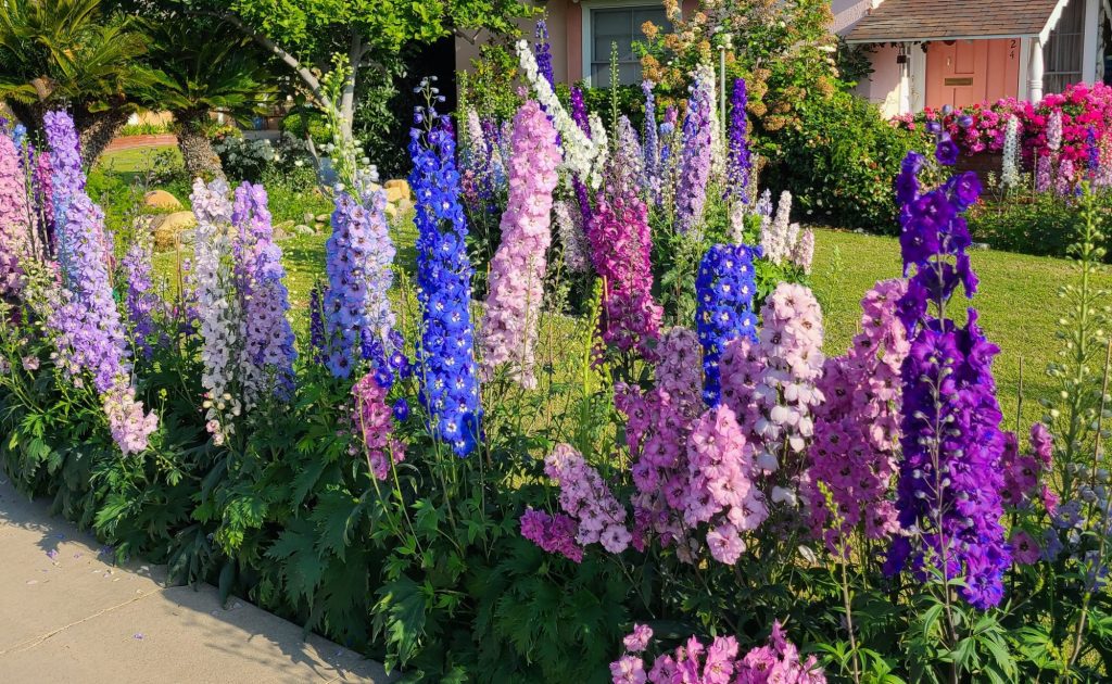 Gardening: What you need to know about delphiniums – Orange County Register