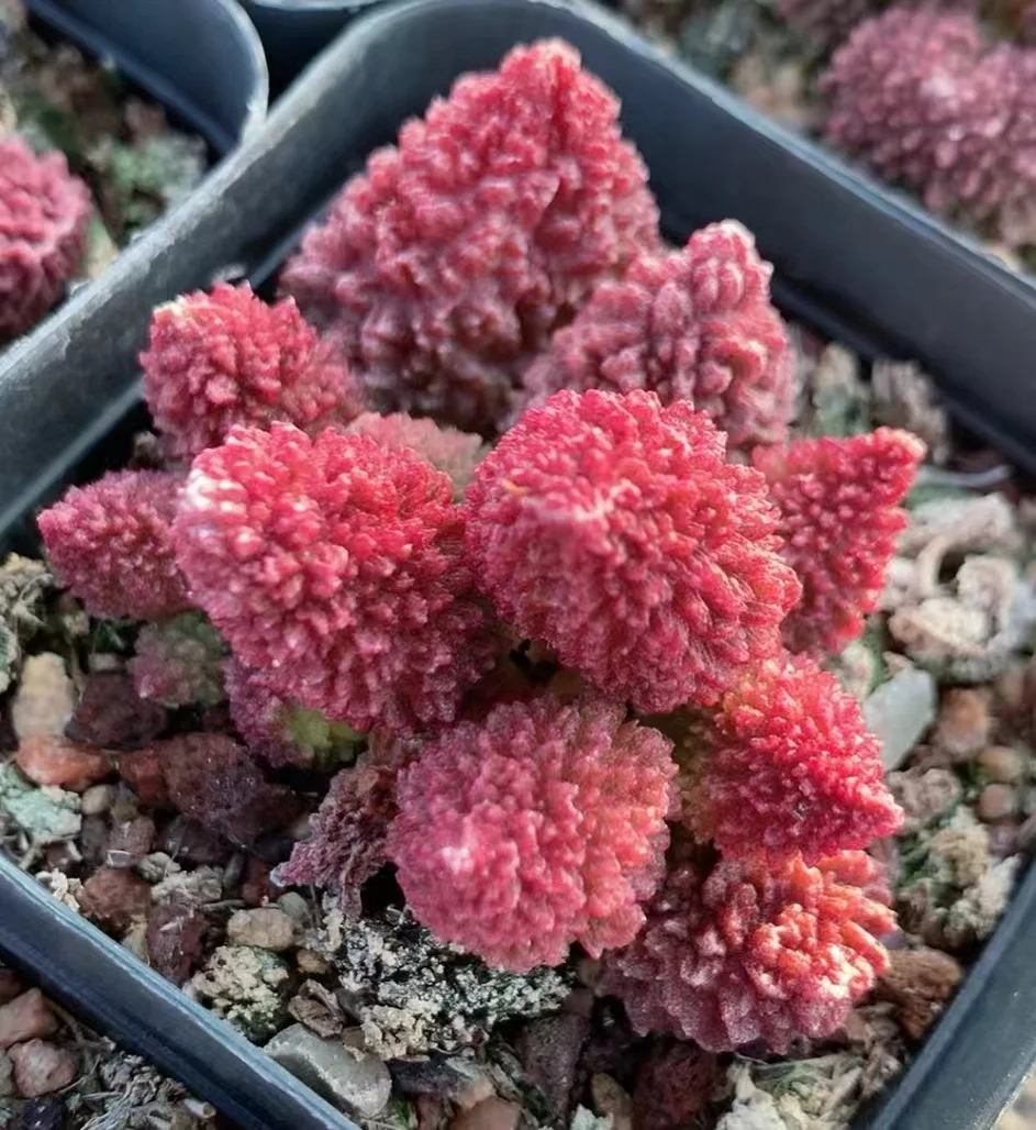 plant Aeonium Echeveria Haworthia  Caudex  Lithops Cactus  Agave 