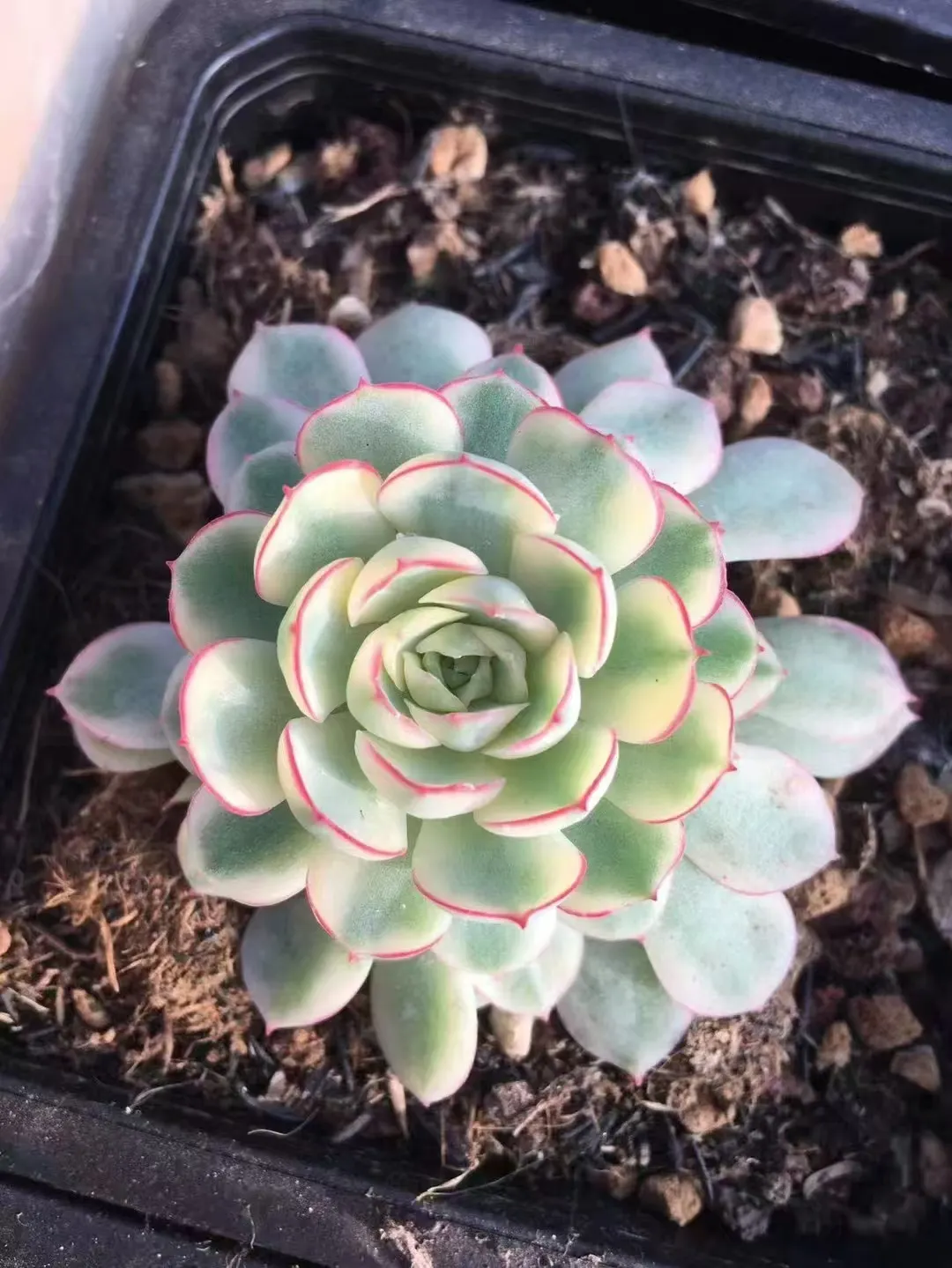 plant Aeonium Echeveria Haworthia  Caudex  Lithops Cactus  Agave 