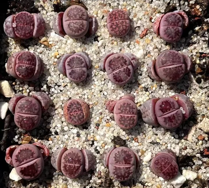 plant Aeonium Echeveria Haworthia  Caudex  Lithops Cactus  Agave 