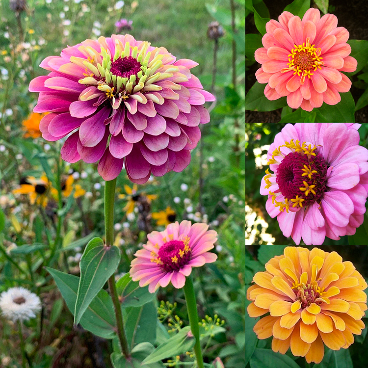 Last Day Promotion 60% OFF 🌼 Zinnia Seeds - Mixed Color(98% Germination)⚡Buy 2 Get Free Shipping