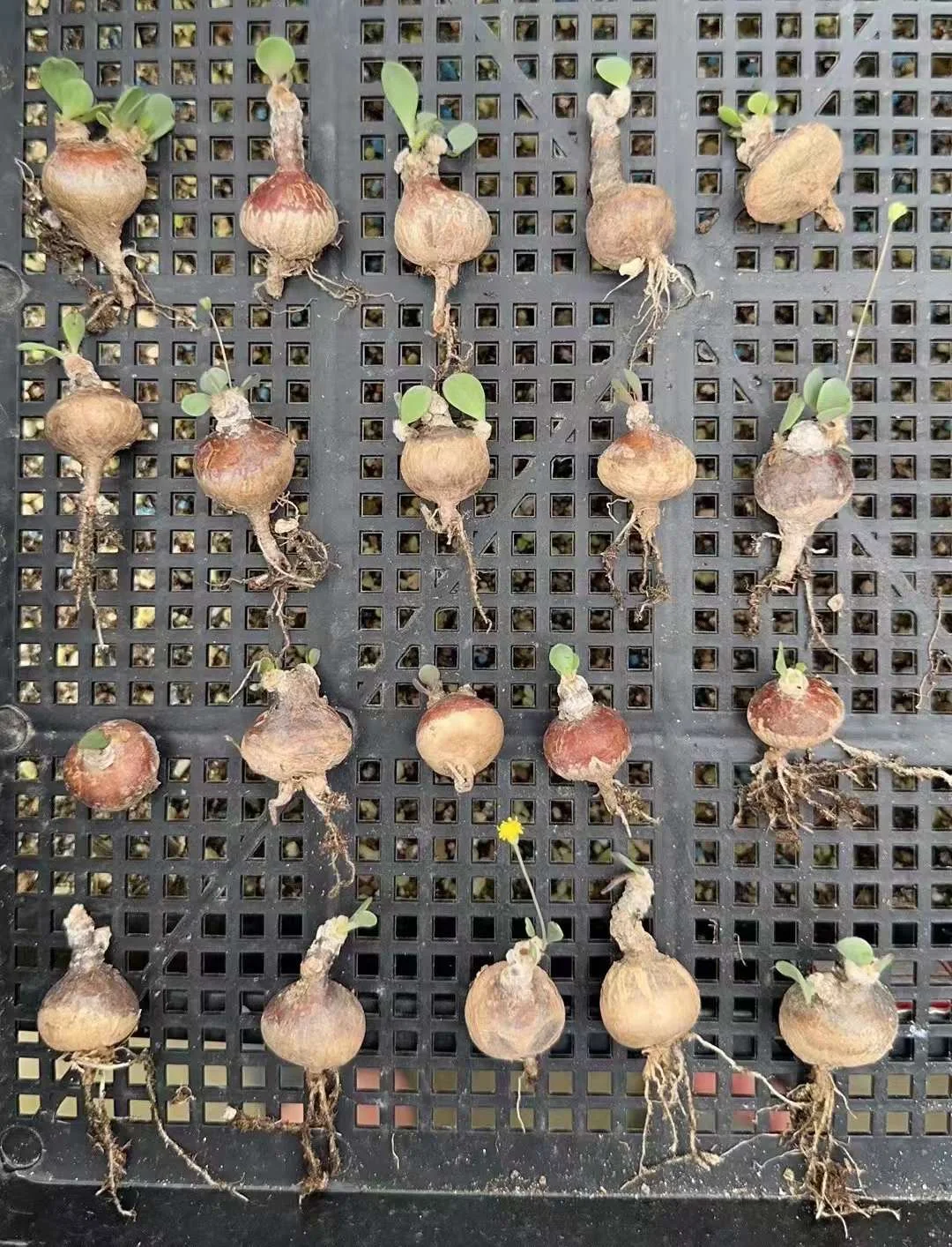 plant Aeonium Echeveria Haworthia  Caudex  Lithops Cactus  Agave 