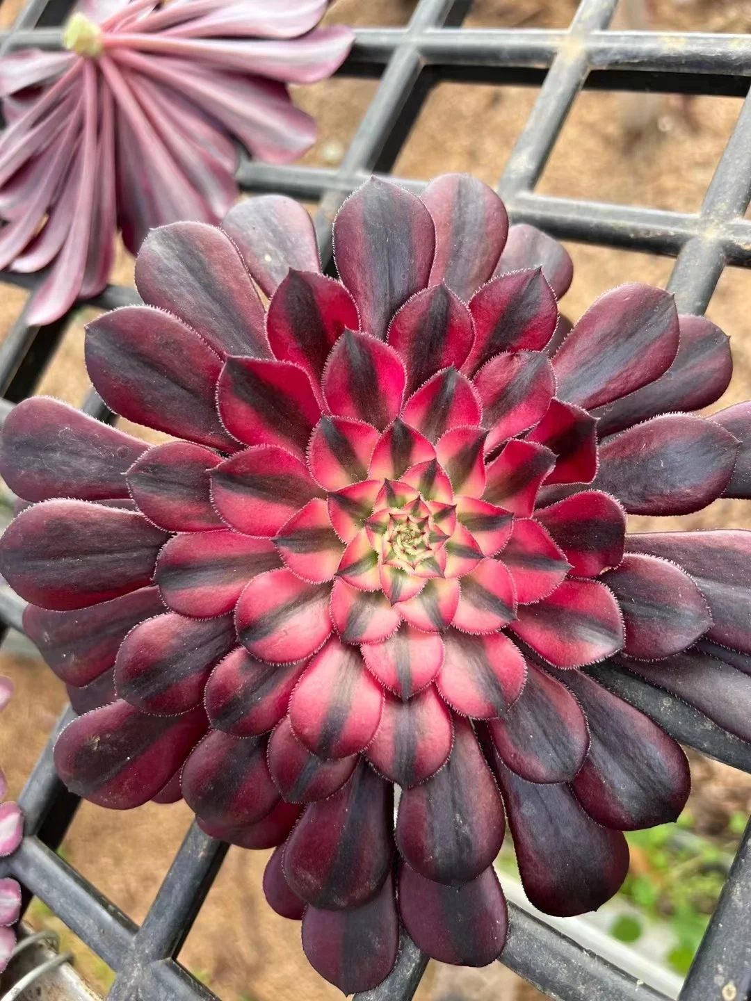 186.  Zwartkin white brocade(Black copper pot with white brocade). single head and cutting / Aeonium / Succulent plants  / Garden landscape / Carefully select healthy plants