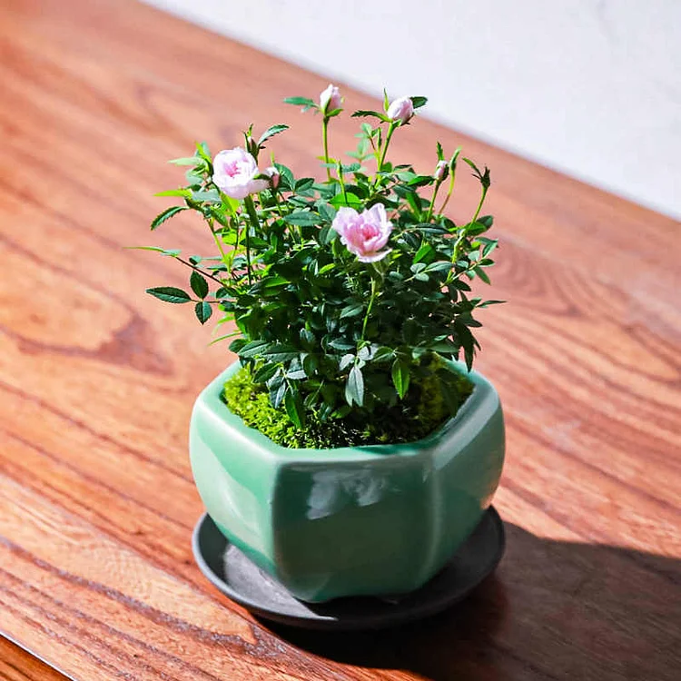 rectangle plant pots Modern Rectangular Clear Glass Trough Vase, 7.5-Inch Succulent Planter Pot