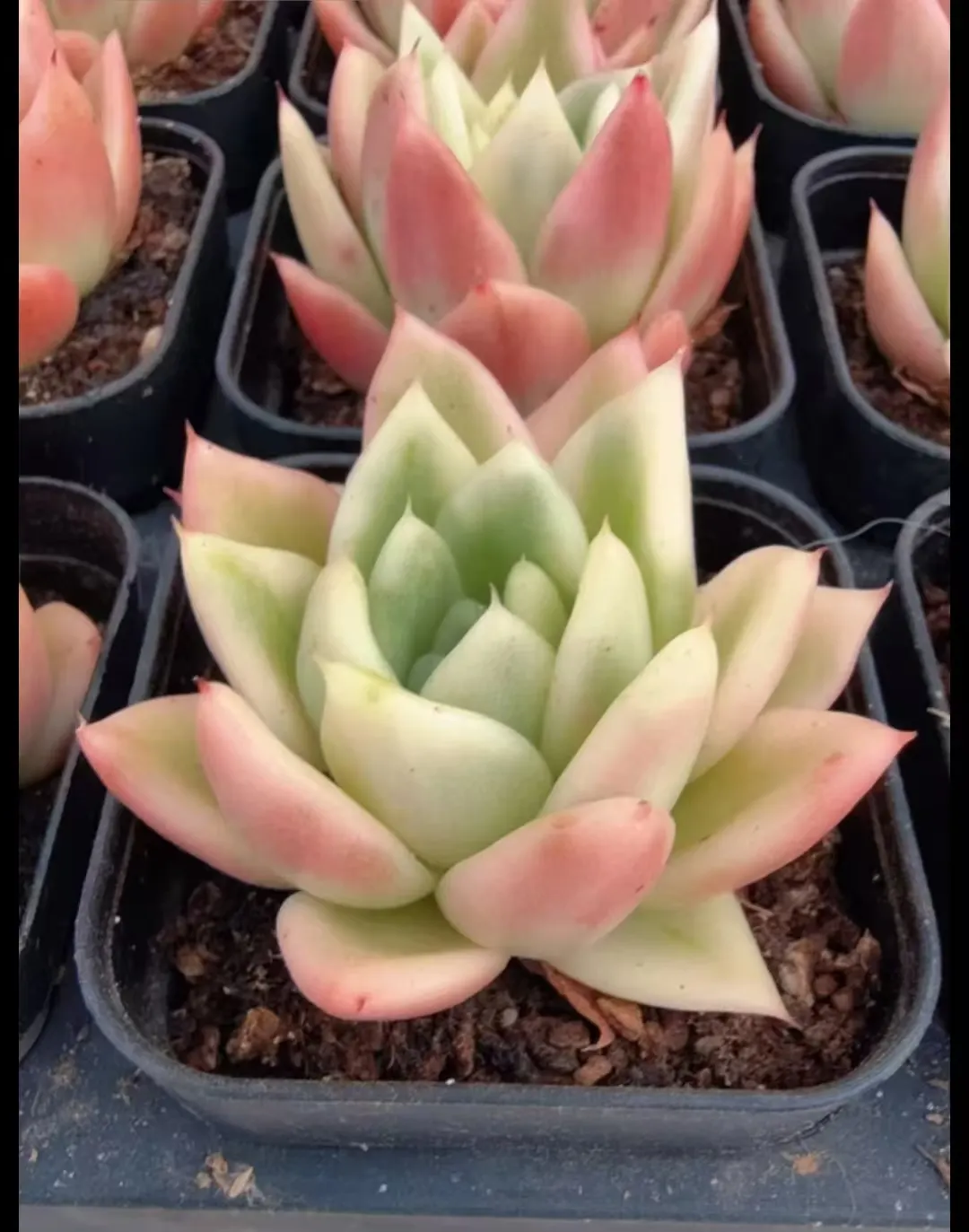 plant Aeonium Echeveria Haworthia  Caudex  Lithops Cactus  Agave 
