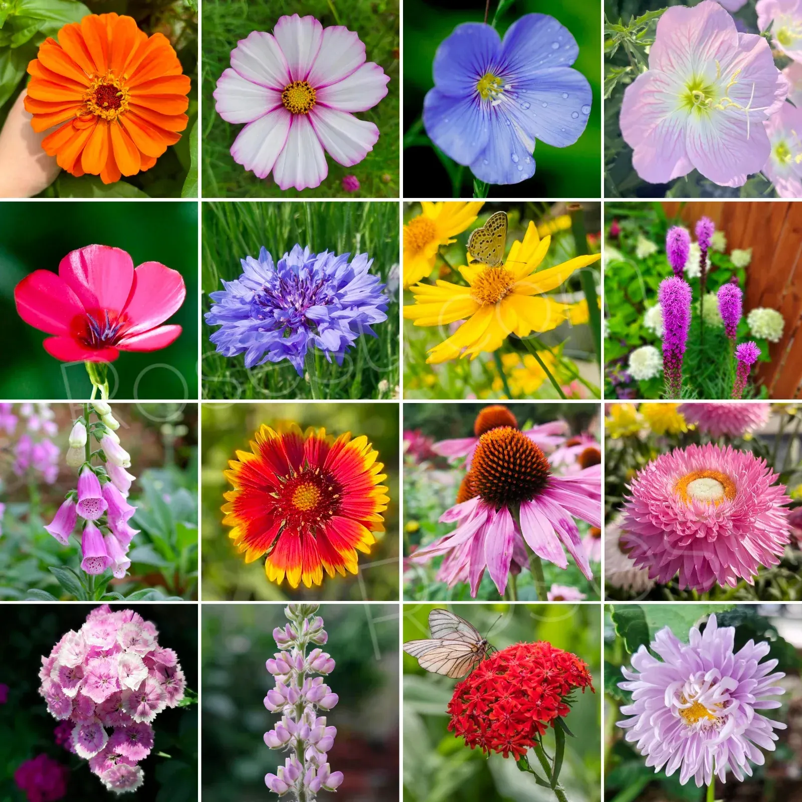 🔥Last day clearance💝Premium Cold-Hardy Mixed Perennial Flower Seeds - Selected 40+ Fall Planting Mix