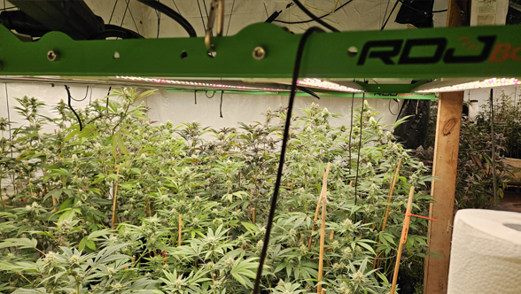 Maximizing Your Yield: How a 1000W LED Grow Light Can Boost Plant Growth and Productivity