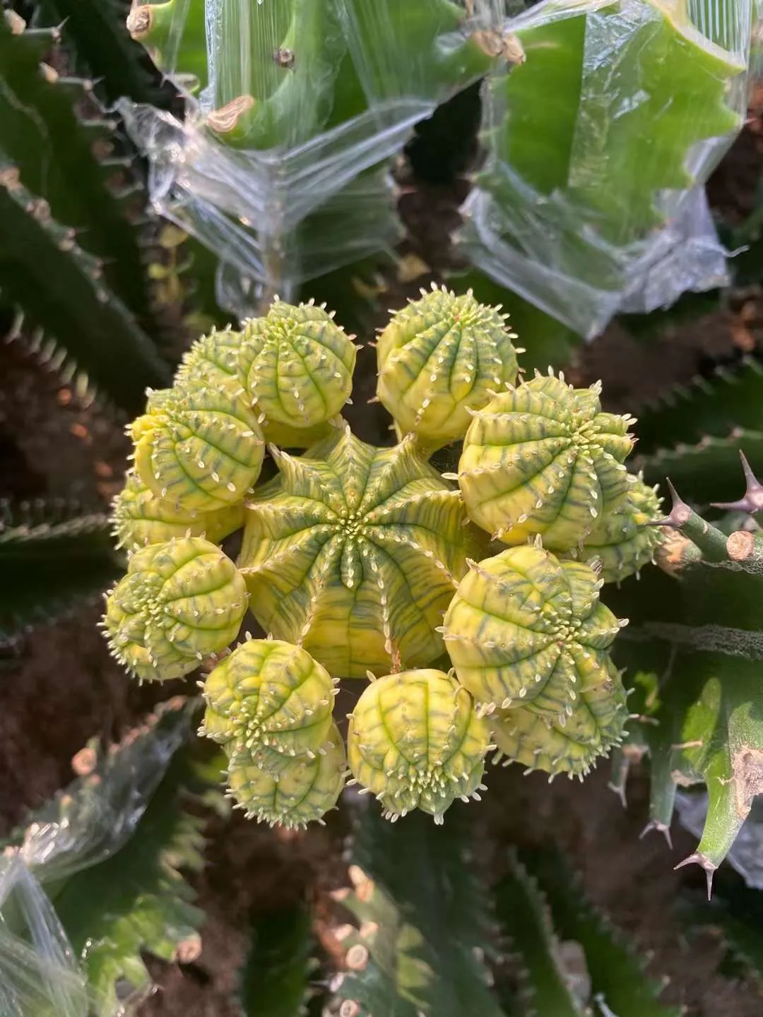plant Aeonium Echeveria Haworthia  Caudex  Lithops Cactus  Agave 