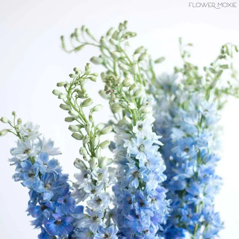 40 Seeds Baby Blue Larkspur Seeds
