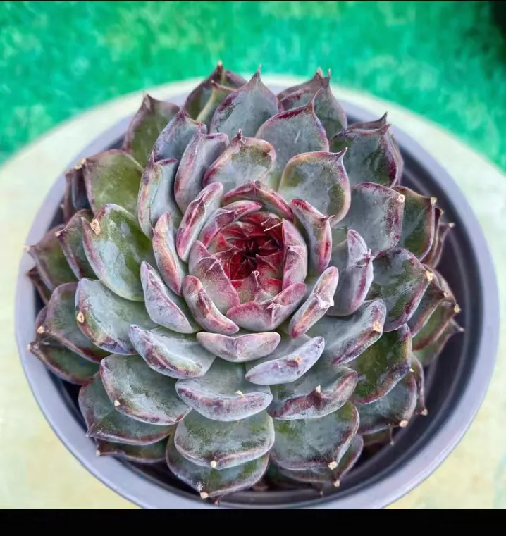 plant Aeonium Echeveria Haworthia  Caudex  Lithops Cactus  Agave 