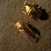 Purely Handmade Solid Copper Gold-plated Cicada Ornaments Collection Art