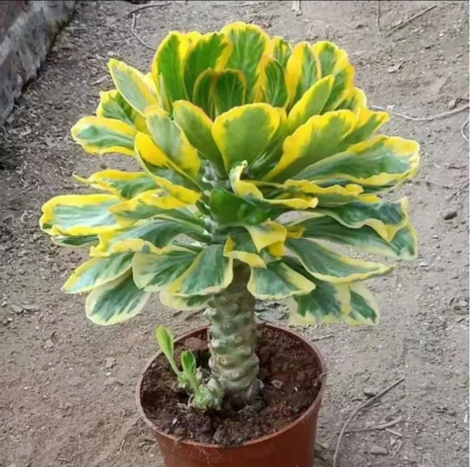 plant Aeonium Echeveria Haworthia  Caudex  Lithops Cactus  Agave 