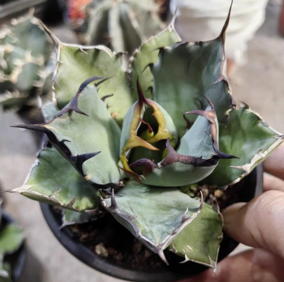 plant Aeonium Echeveria Haworthia  Caudex  Lithops Cactus  Agave 