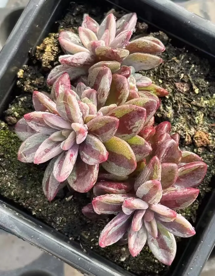 plant Aeonium Echeveria Haworthia  Caudex  Lithops Cactus  Agave 