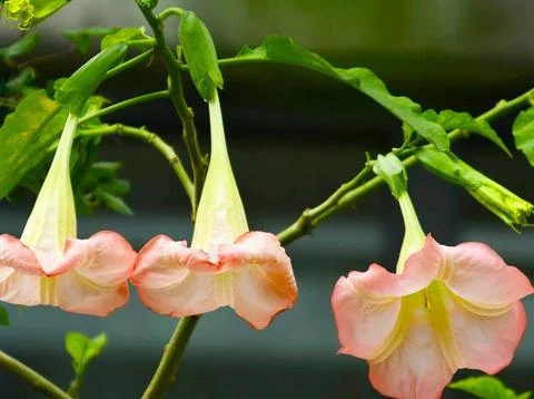 thumbnail image 2 of 30pcs Bonsai Tree Seeds Brugmansia Suaveolens Flamenco Angel 2 of 11