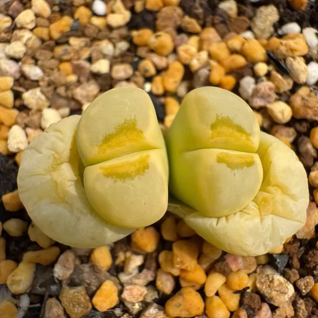 plant Aeonium Echeveria Haworthia  Caudex  Lithops Cactus  Agave 