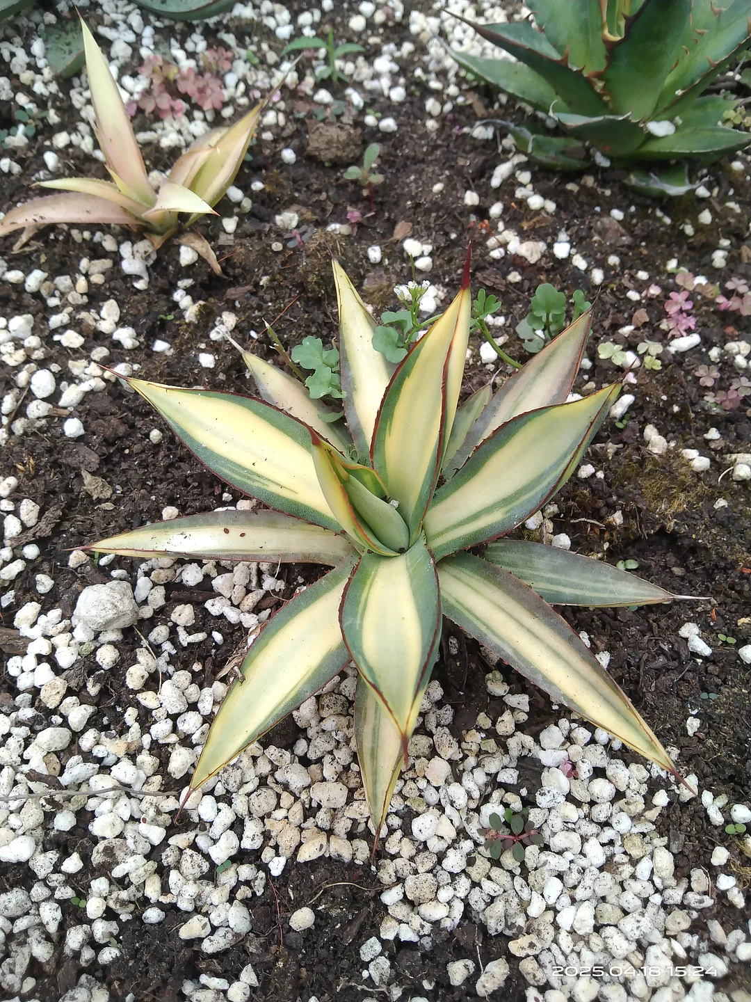 plant Aeonium Echeveria Haworthia  Caudex  Lithops Cactus  Agave 