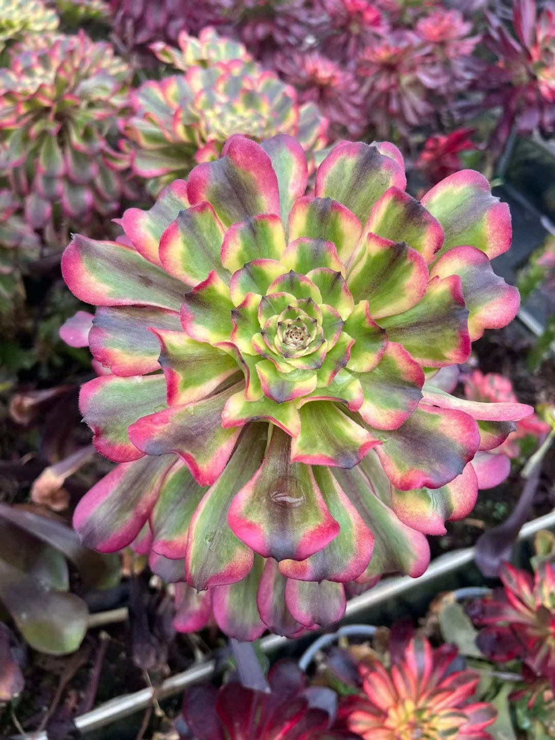355.  Tsar single head and cutting  / Aeonium plants / Garden landscape / Carefully select healthy plants