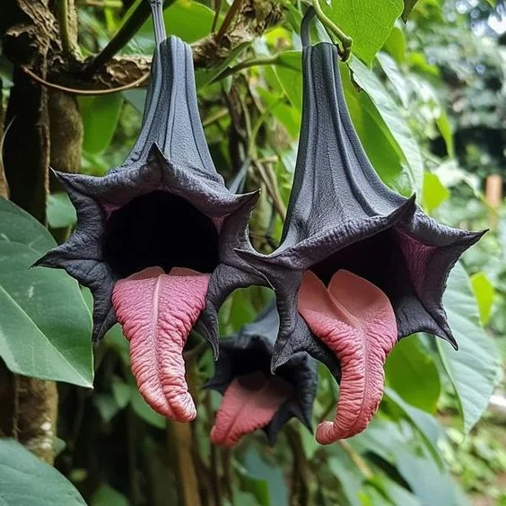 🦇Black Bat Flower (Tacca chantrieri)