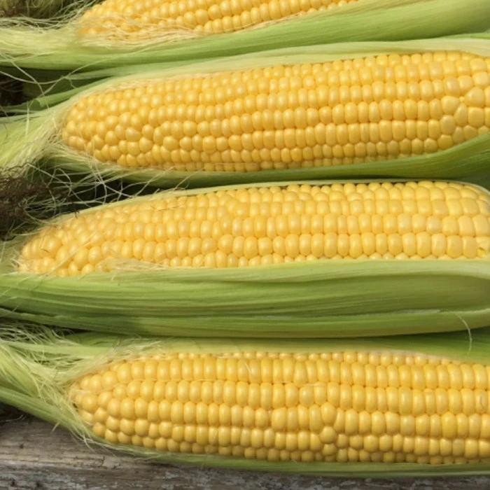Sweet Corn Moonshine F1 Jonyparkseed®