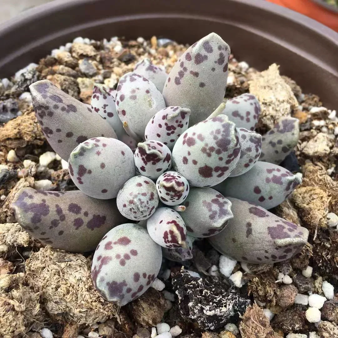 plant Aeonium Echeveria Haworthia  Caudex  Lithops Cactus  Agave 