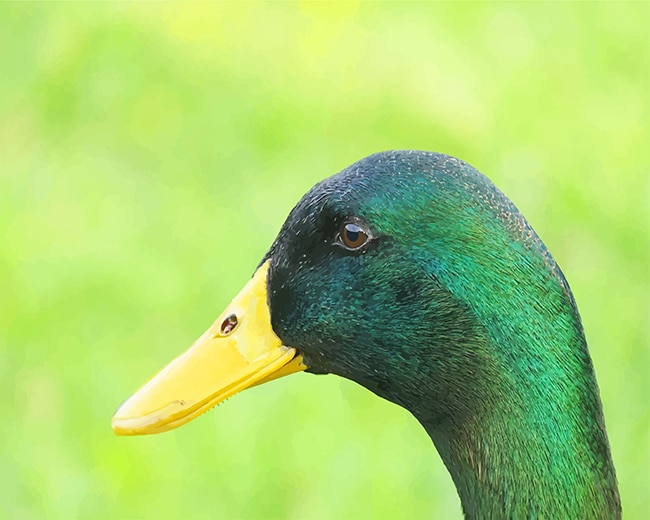 

Mallard Duck – Paint By Numbers - 40*50CM, 501 Original