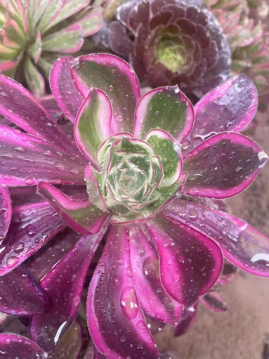 plant Aeonium Echeveria Haworthia  Caudex  Lithops Cactus  Agave 