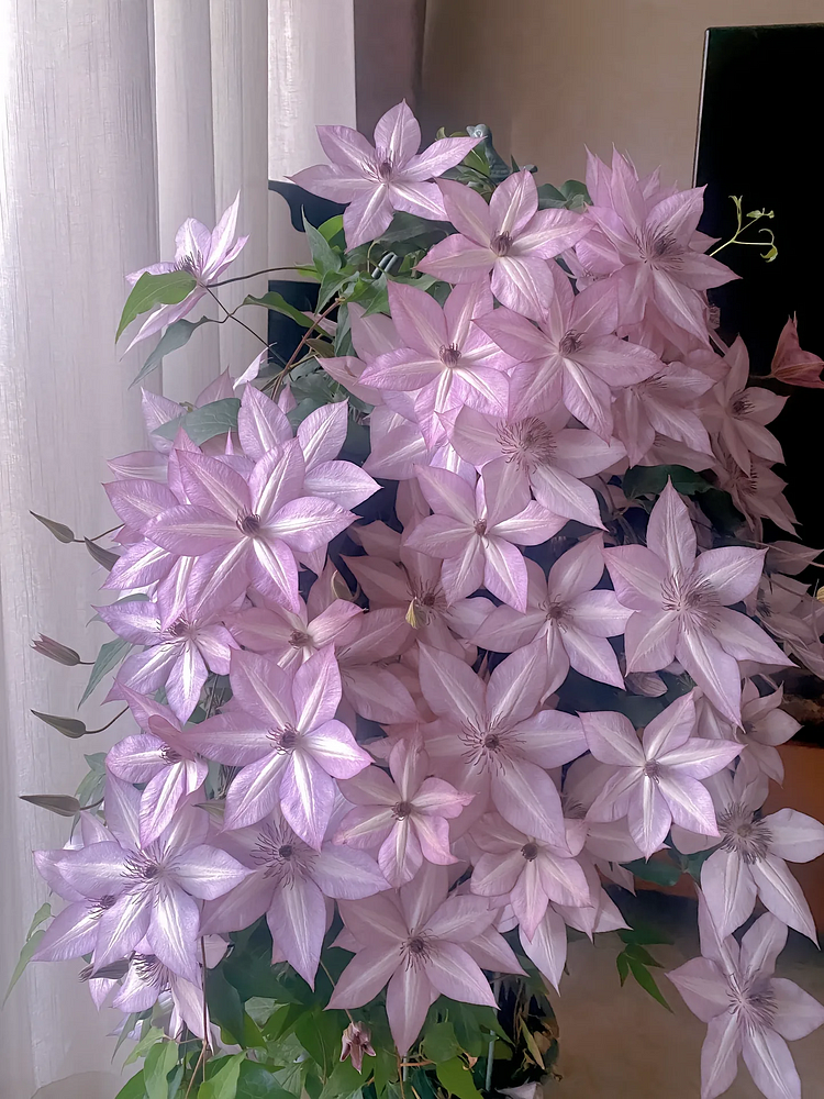 🌸Garden Clematis Seeds💫