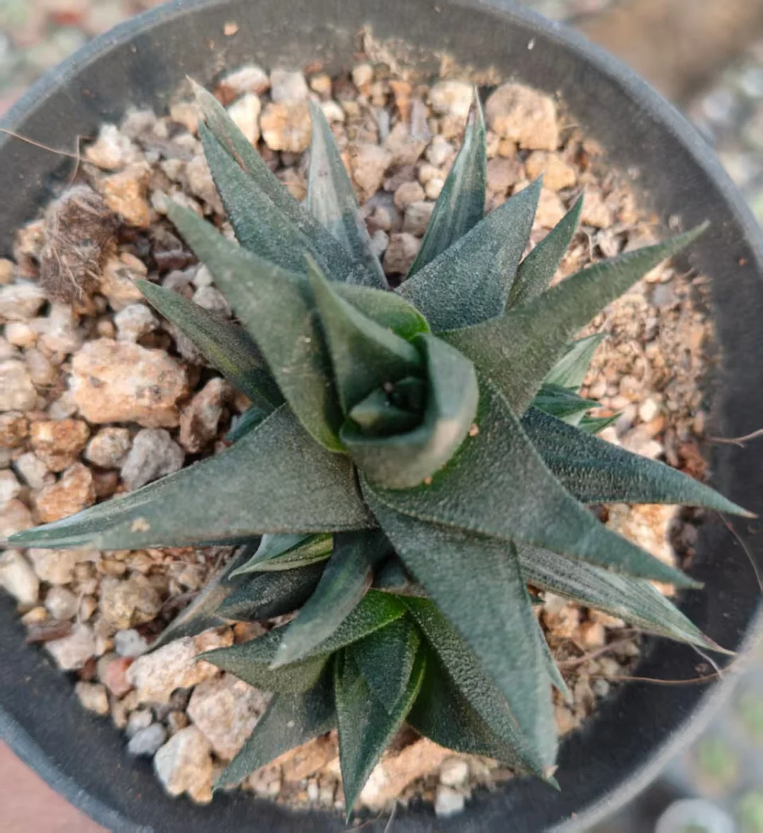 onestock.Haworthia Tortuosa F Alba Variegated  4cm/ Haworthia/ Succulent plants / Garden landscape / Carefully select healthy plants