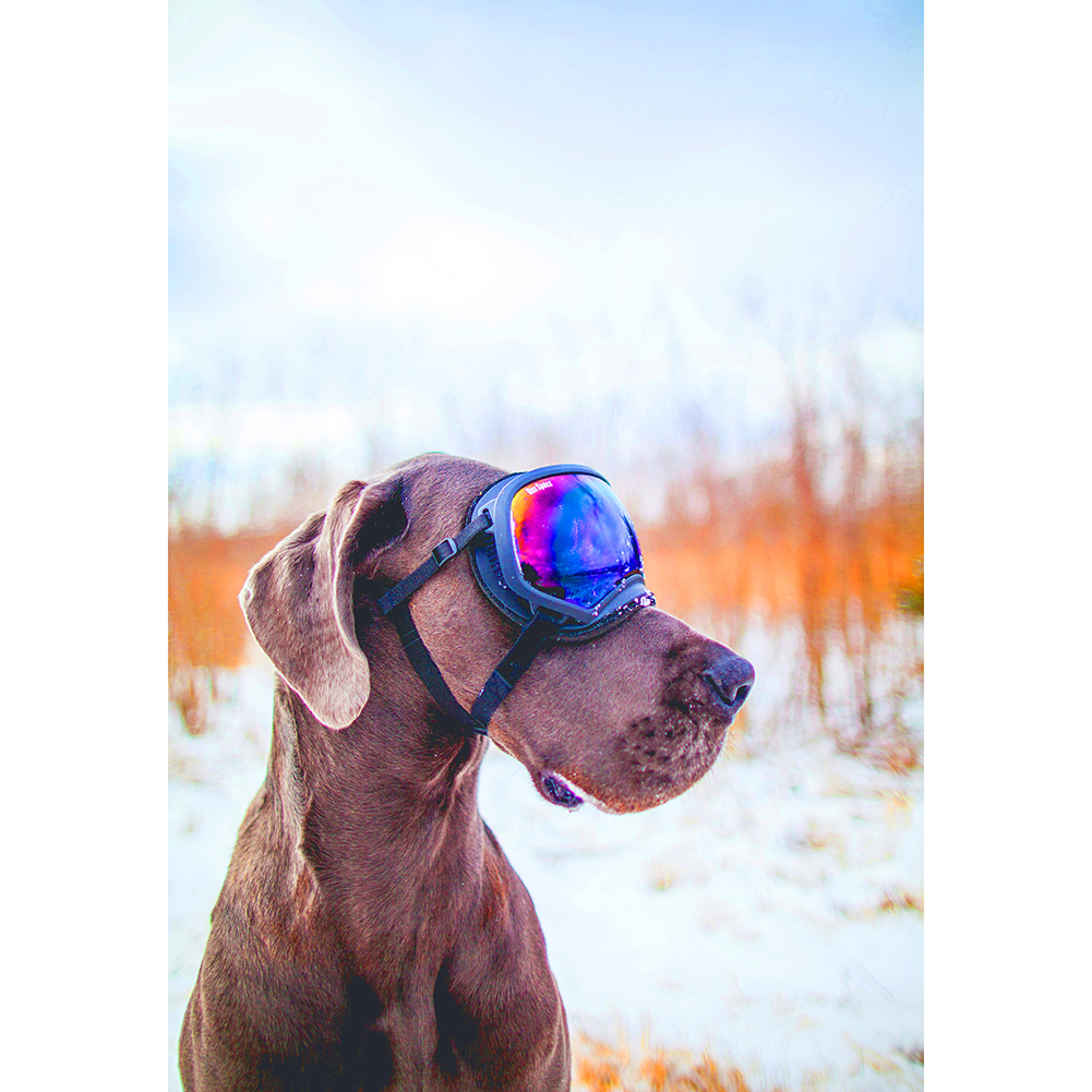 

Snow Dog - 1000 Pieces Jigsaw Puzzle, 501 Original