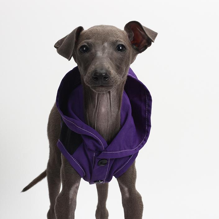 BZPET dog clothes