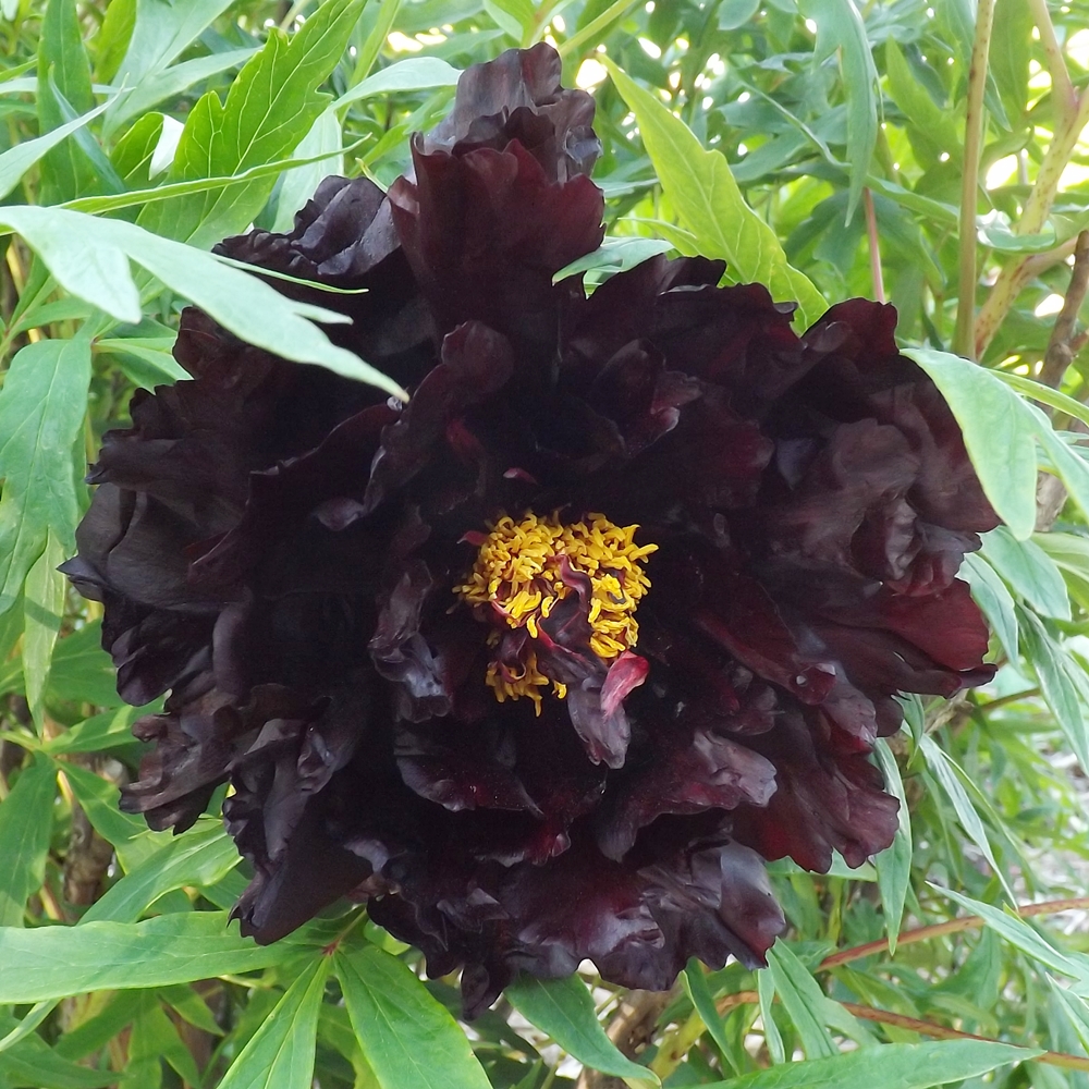 Black Beauty Peony Jonyparkseed®