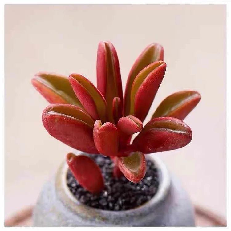 Rare Red-Backed Peperomia Succulent Seeds  A Unique and Air-Purifying  Beauty