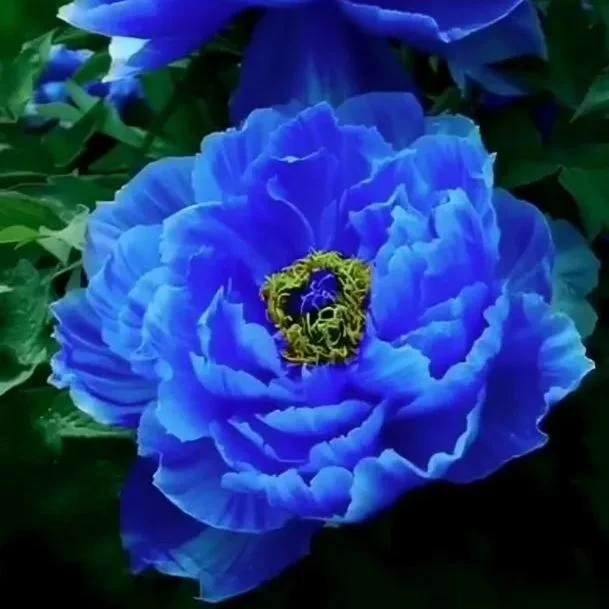 🔥Last Day Sale - 60% OFF💙Rare Blue Enchantress Peony✨Buy 2 Get Free Shipping
