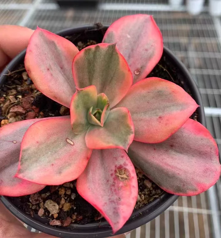 plant Aeonium Echeveria Haworthia  Caudex  Lithops Cactus  Agave 