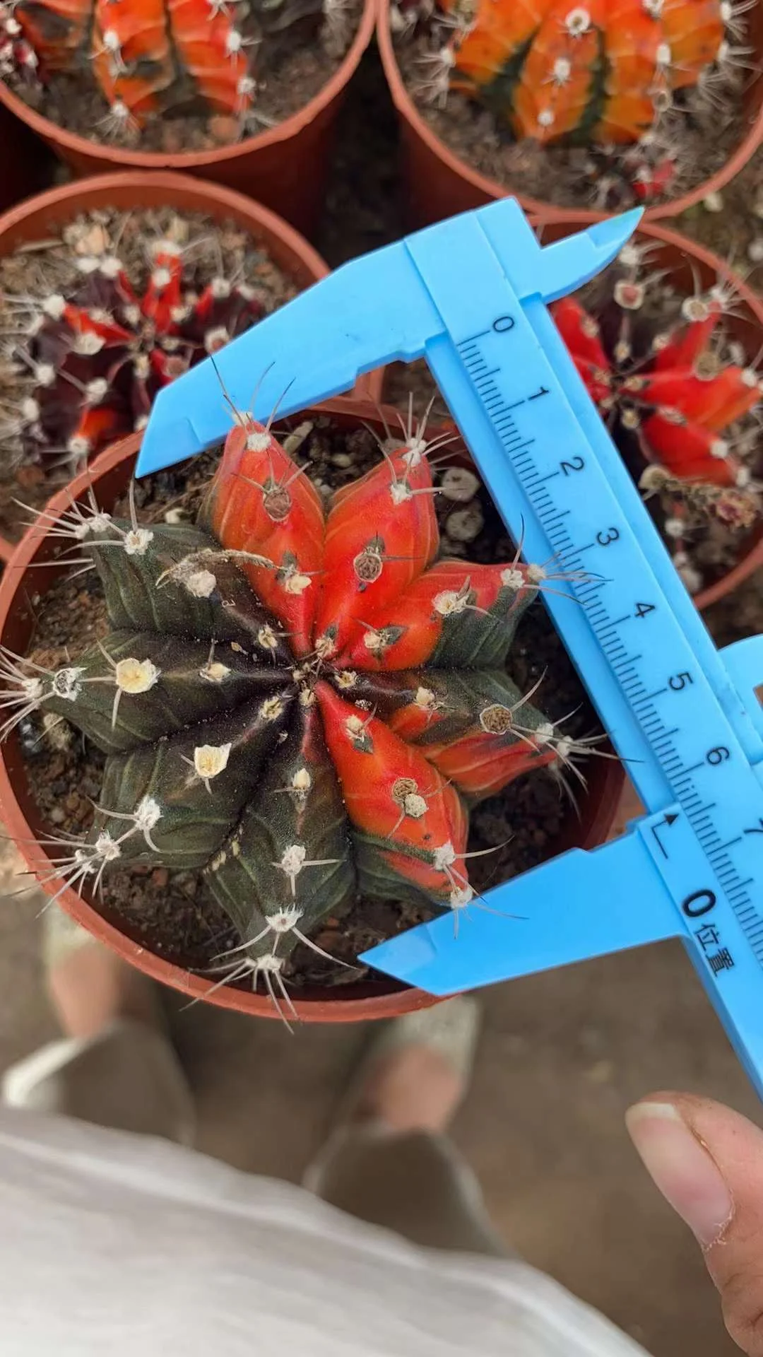 plant Aeonium Echeveria Haworthia  Caudex  Lithops Cactus  Agave 