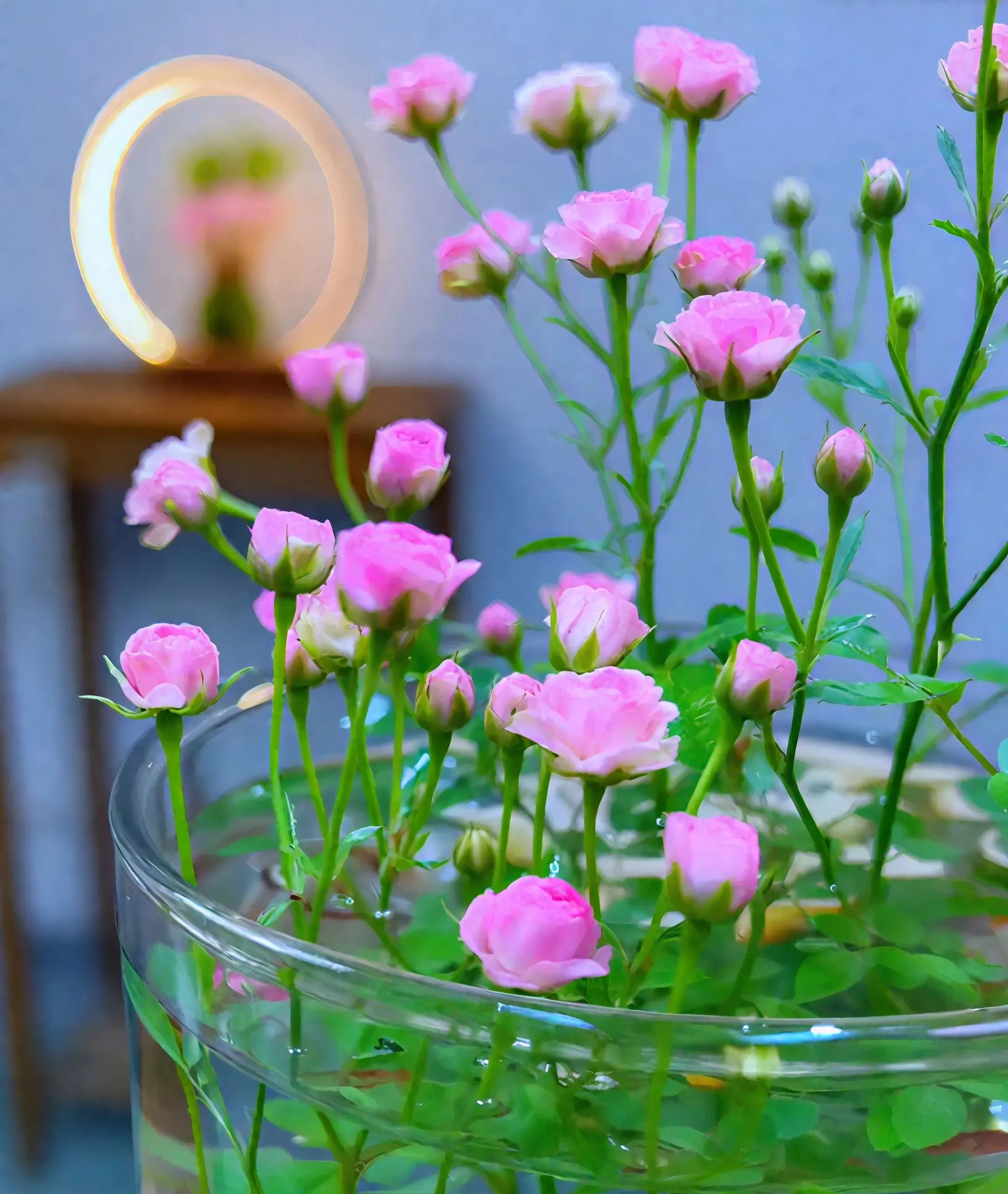 Water Beauty Rose-Miniature bonsai roses, blooming all year round, potted flowers Ornamental bonsai, indoor plants