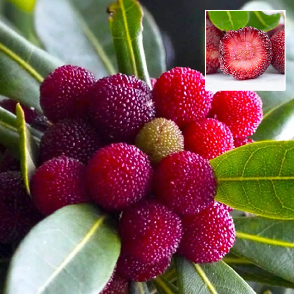 Giant Bayberry: Ping-Pong Ball Size, ⭐Strawberry-Cherry Fusion Flavor