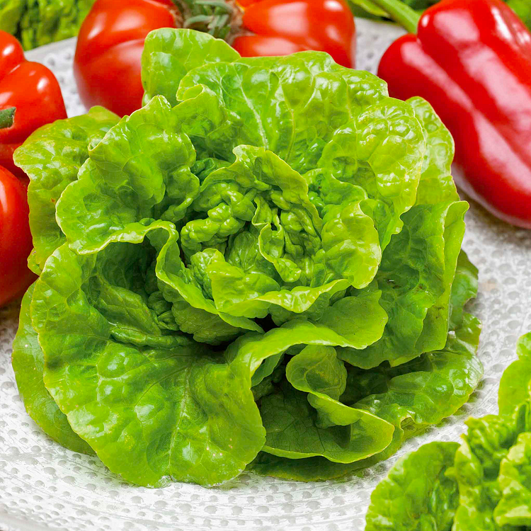 Lettuce Seeds - Buttercrunch