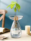 Avocado Seed Starter Vase Transparent Glass Avocado Tree Flower Vase for Balcony