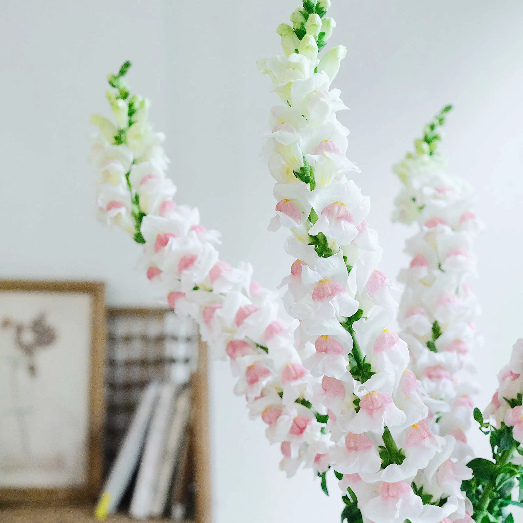 🌸APPLE BLOSSOM SNAPDRAGON Flower Seeds-Extremely romantic flowers💕
