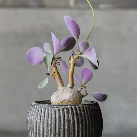 952.Othonna triplinervia 1-1.5 cm/Caudex/ Succulent plants / Garden landscape / Carefully select healthy plants